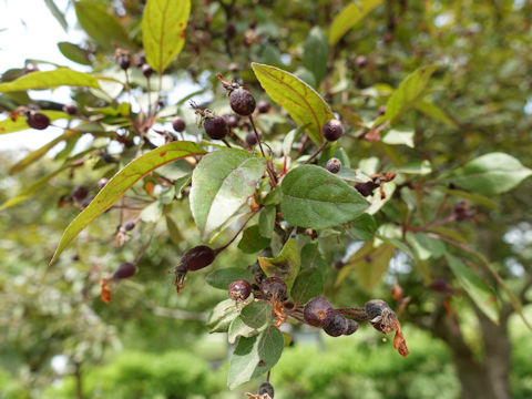 Malus cv.