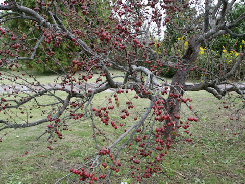 Malus cv.