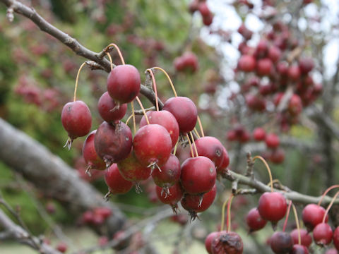 Malus cv.