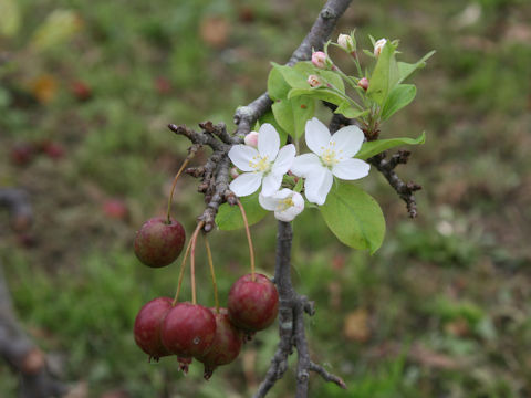 Malus cv.