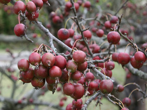 Malus cv.