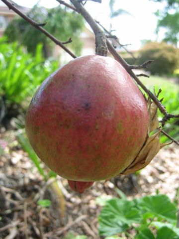 Punica granatum