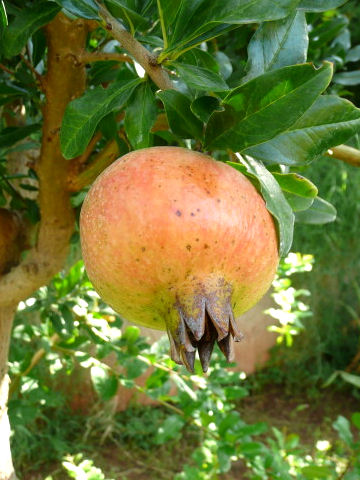 Punica granatum