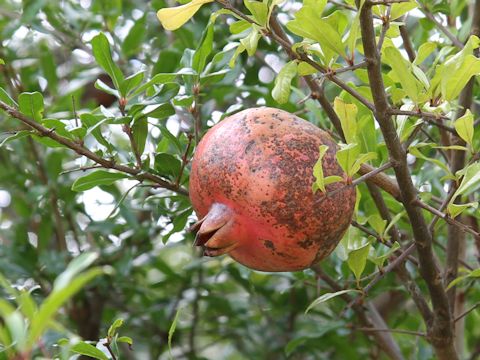 Punica granatum