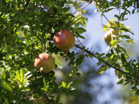 Punica granatum