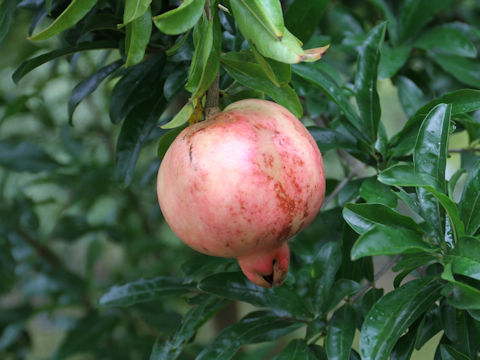 Punica granatum