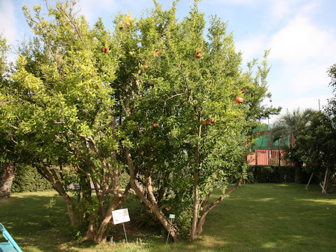 Punica granatum