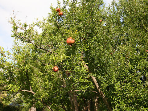 Punica granatum