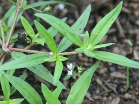 Mollugo pentaphylla