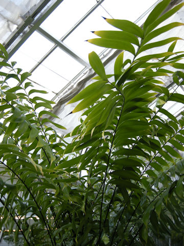 Zamia fairchildiana