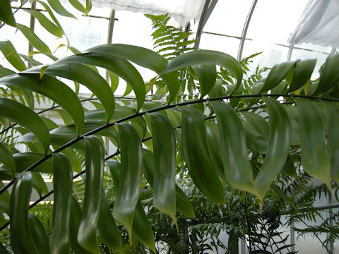 Zamia fairchildiana