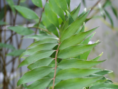 Zamia fischeri