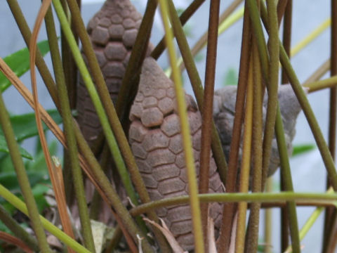 Zamia fischeri