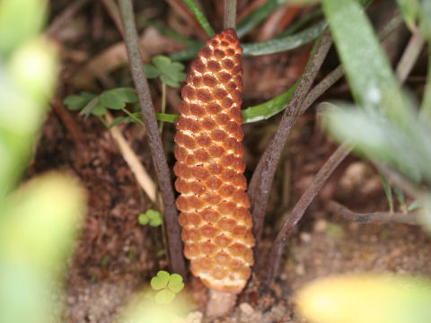 Zamia floridana