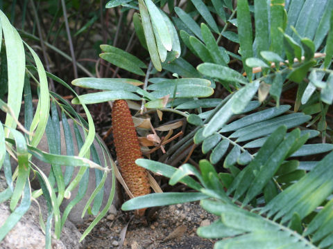 Zamia floridana