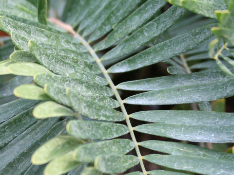 Zamia floridana