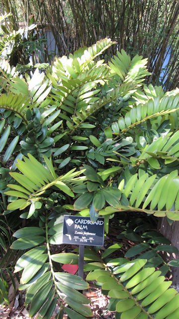 Zamia furfuracea