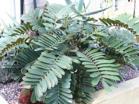 Zamia pumila