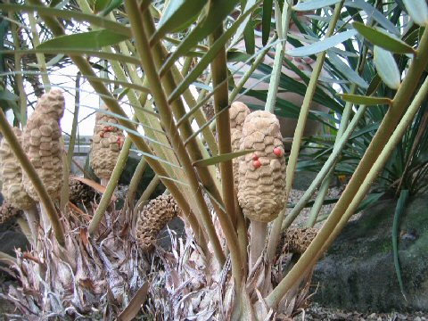 Zamia pumila