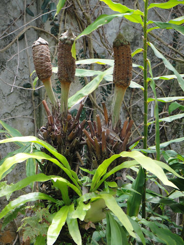 Zamia pumila