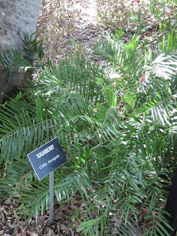 Zamia pumila