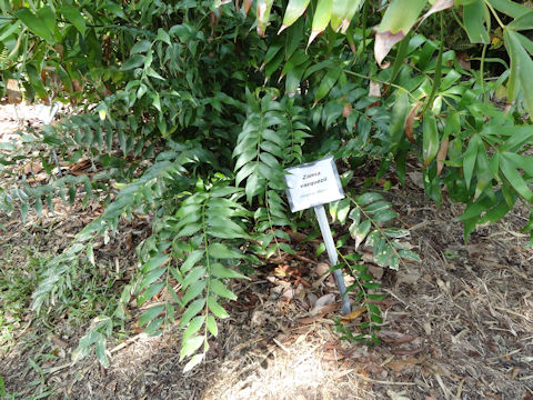 Zamia vazquezii