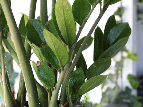 Zamioculcas zamiifolia