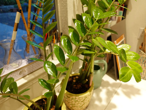 Zamioculcas zamiifolia