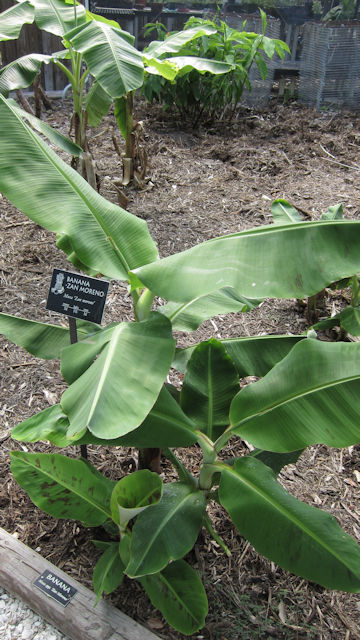 Musa acuminata cv. Zan Moreno
