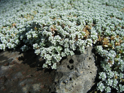 Raoulia australis