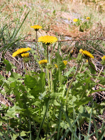 Taraxacum hybridum