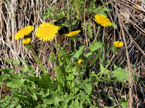 Taraxacum hybridum