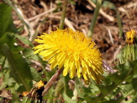 Taraxacum hybridum