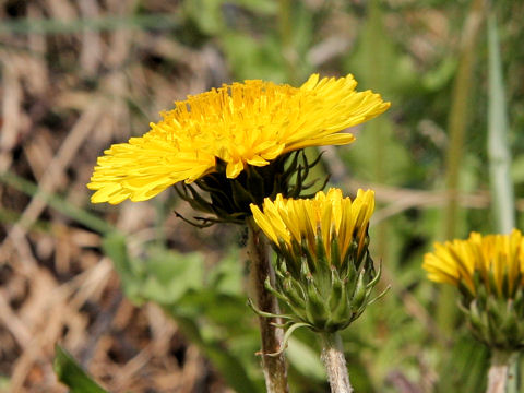 Taraxacum hybridum