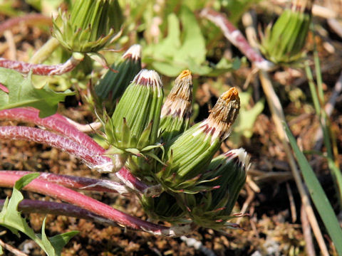 Taraxacum hybridum