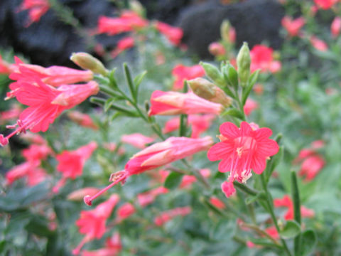 Zauschneria californica