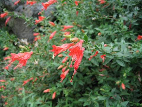 Zauschneria californica