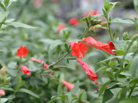 Zauschneria californica