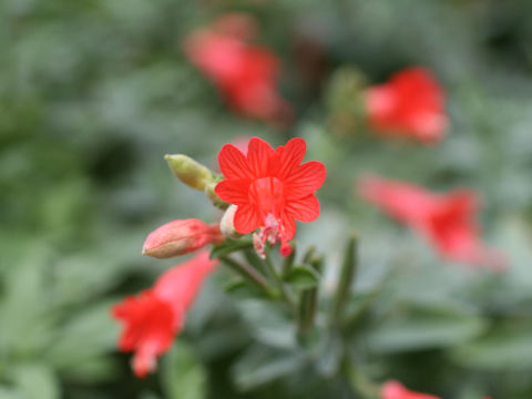 Zauschneria californica