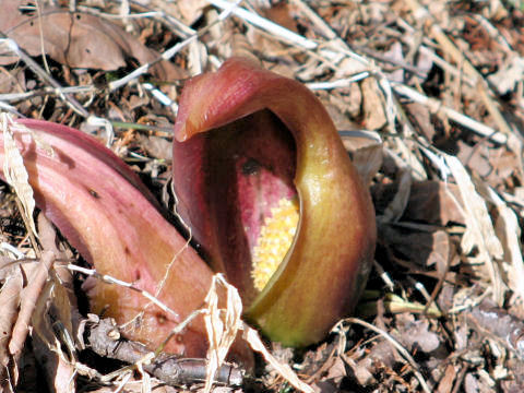 Symplocarpus foetidus var. latissimus