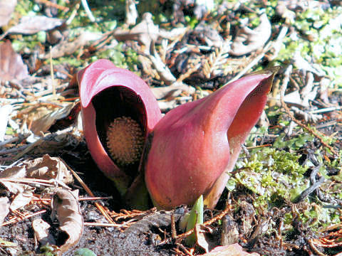 Symplocarpus foetidus var. latissimus