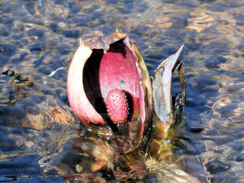 Symplocarpus foetidus var. latissimus