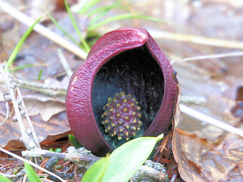 Symplocarpus foetidus var. latissimus