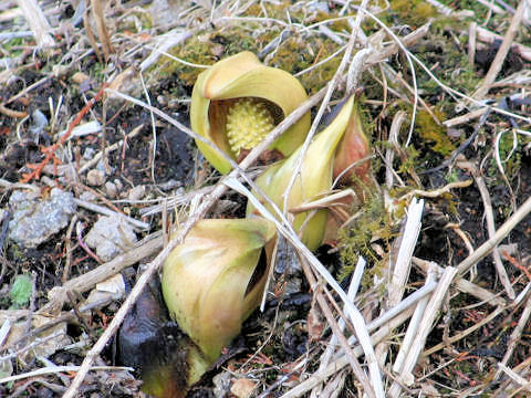 Symplocarpus foetidus var. latissimus