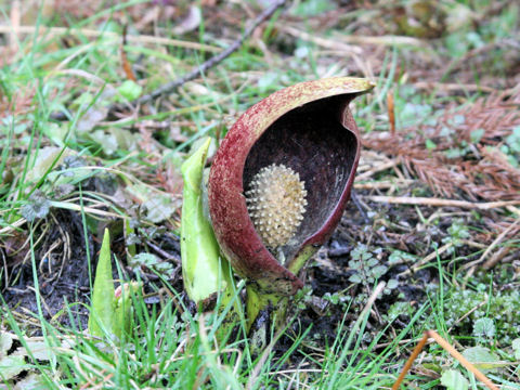 Symplocarpus foetidus var. latissimus