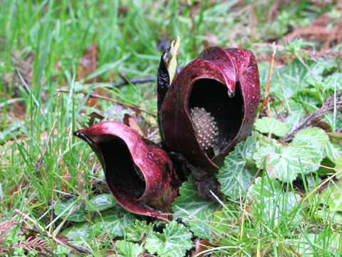 Symplocarpus foetidus var. latissimus