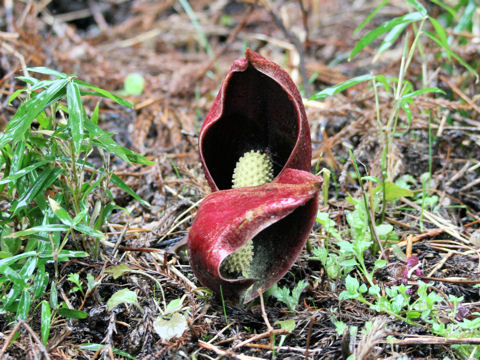 Symplocarpus foetidus var. latissimus