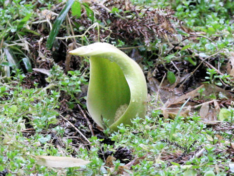 Symplocarpus foetidus var. latissimus