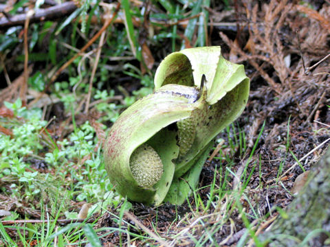 Symplocarpus foetidus var. latissimus