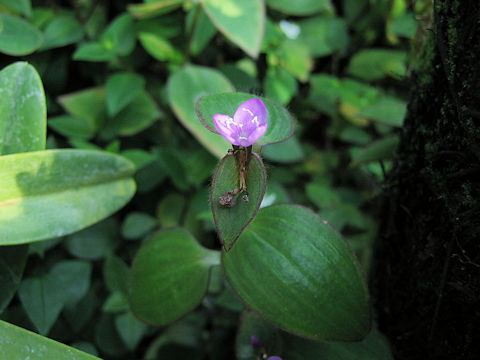 Zebrina purpusii var. minor